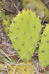 Common pricklypear